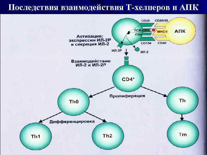 17 взаимодействие клеток в иммунном ответе трехклеточная схема кооперации