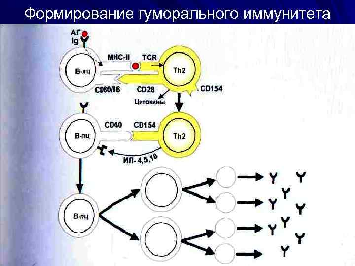 Основа гуморального иммунитета. Специфический гуморальный иммунитет. Гуморальные факторы адаптивного иммунитета. Где происходит гуморальный иммунитет. Гуморальный (греч. Humor - жидкость) иммунитет.