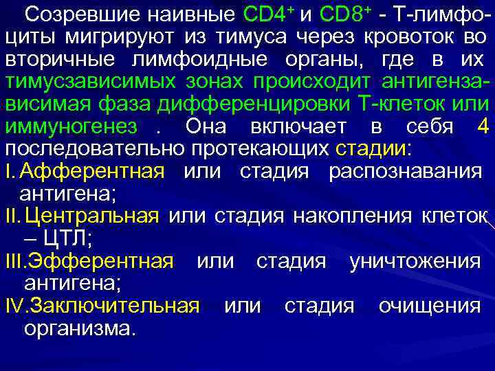   Созревшие наивные CD 4+ и CD 8+ - Т-лимфо- циты мигрируют из