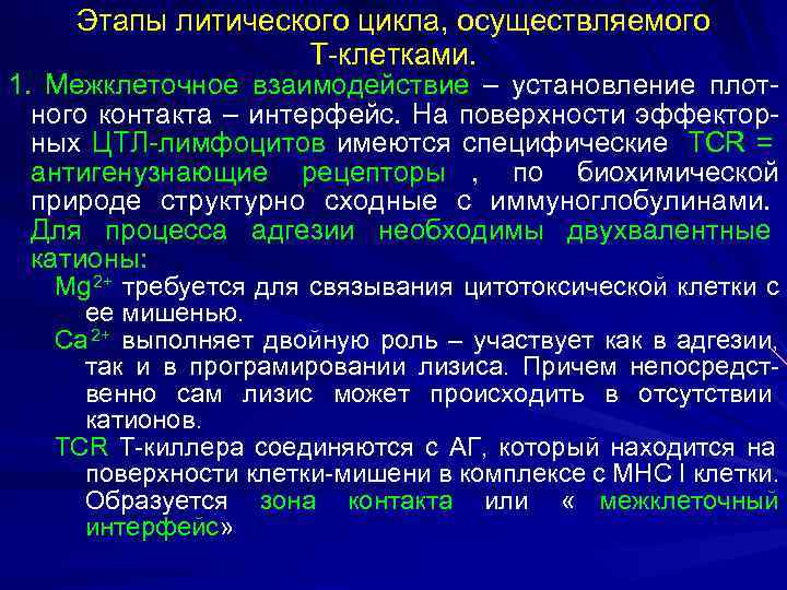   Этапы литического цикла, осуществляемого    Т-клетками. 1. Межклеточное взаимодействие –