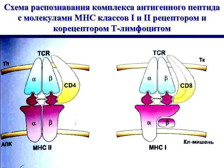 Схема распознавания комплекса антигенного пептида  с молекулами МНС классов I и II рецептором