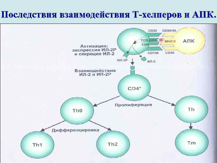 Последствия взаимодействия Т-хелперов и АПК. 