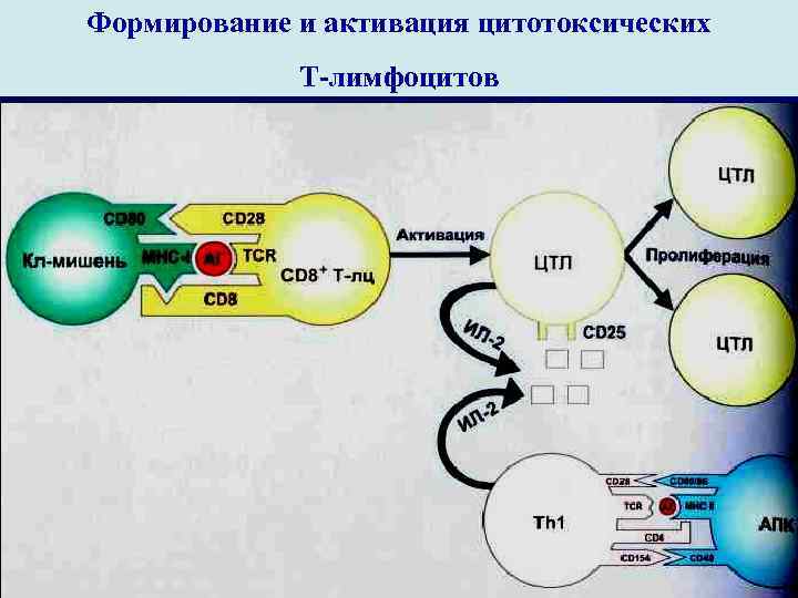 Формирование и активация цитотоксических   Т-лимфоцитов 