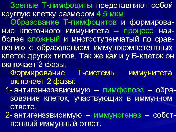 Зрелые Т-лимфоциты представляют собой круглую клетку размером 4, 5 мкм.  Образование Т-лимфоцитов