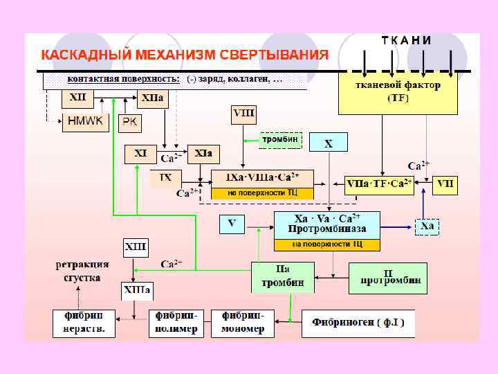 Коагуляционный гемостаз 