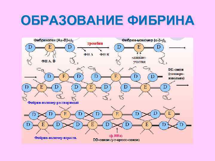 Схема образования фибрина