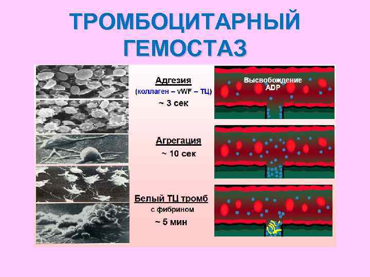 Этапы сосудисто тромбоцитарного гемостаза схема