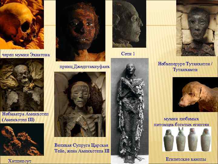 череп мумии Эхнатона      Сети 1    