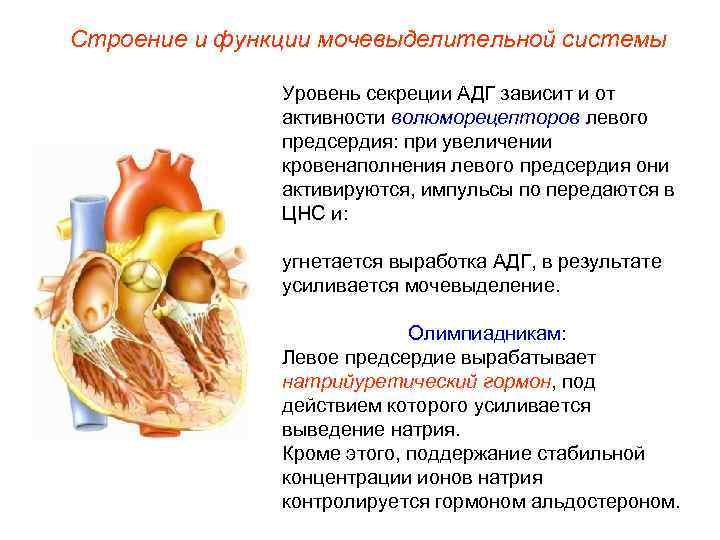 Строение и функции мочевыделительной системы   Уровень секреции АДГ зависит и от 