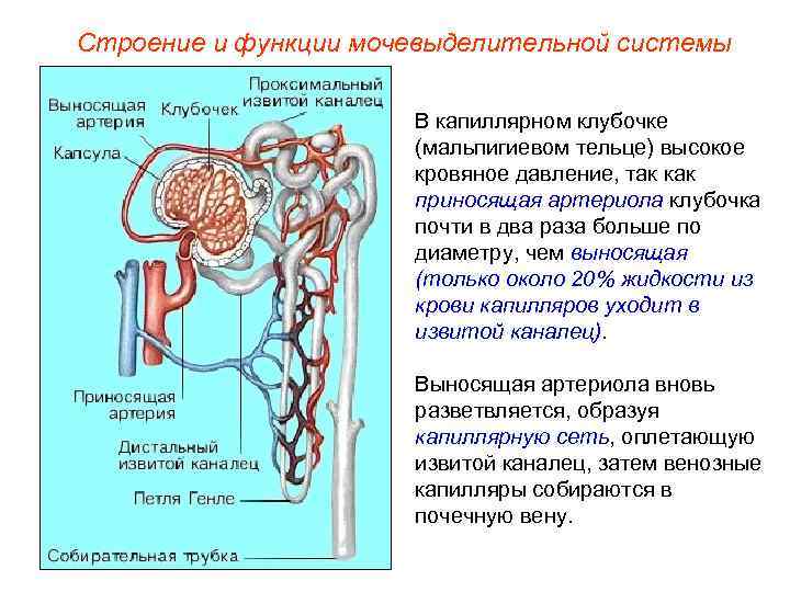 Строение и функции мочевыделительной системы    В капиллярном клубочке   