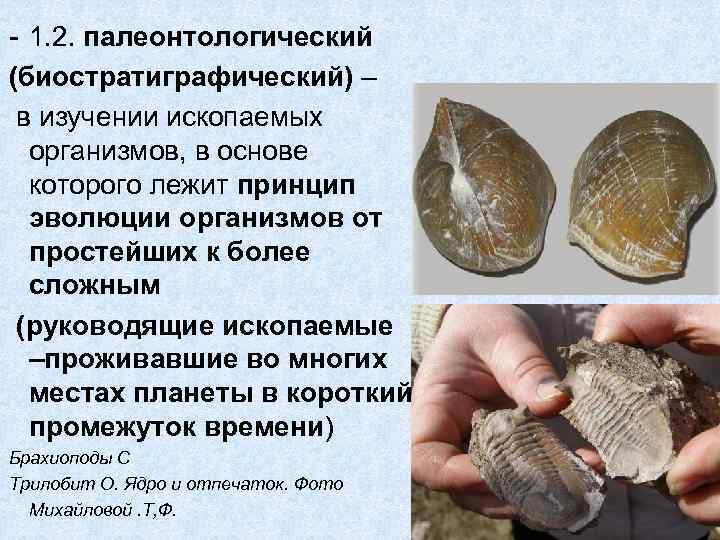 - 1. 2. палеонтологический (биостратиграфический) – в изучении ископаемых  организмов, в основе 