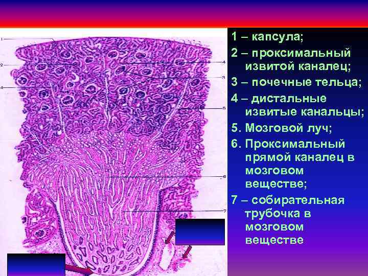 Проксимальный извитой каналец