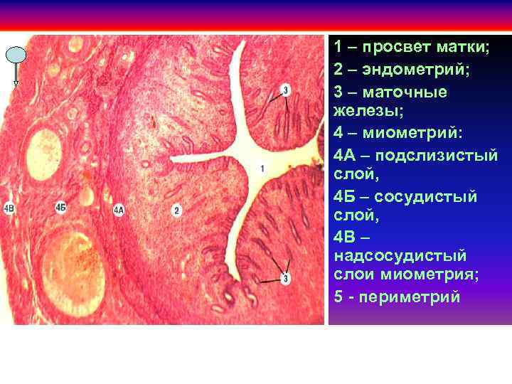 Эндометрий 1 3. Строение миометрия гистология. Слизистая эндометрия гистология. Матка гистология препарат. Лейомиома матки гистология.