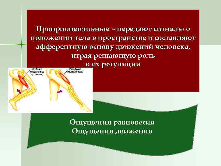  Проприоцептивные – передают сигналы о положении тела в пространстве и составляют афферентную основу
