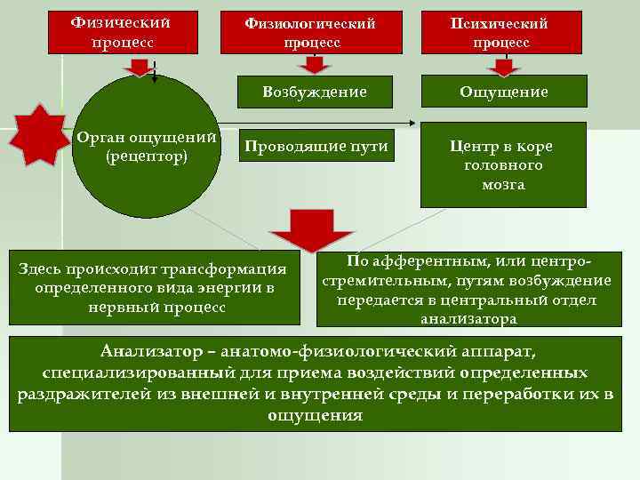 Психические и физиологические процессы. Связь процесса ощущение с другими процессами. Физические и физиологические. Физически и физиологически разница. Физический и физиологический электрон.