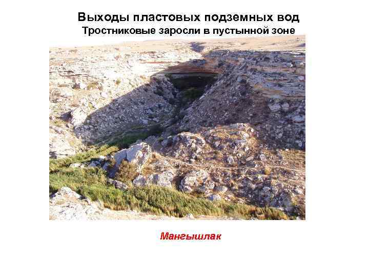 Выходы пластовых подземных вод Тростниковые заросли в пустынной зоне   Мангышлак 