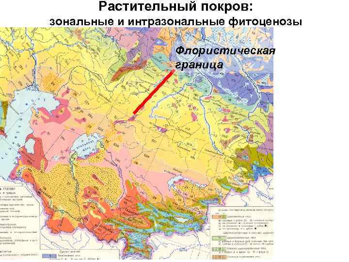   Растительный покров: зональные и интразональные фитоценозы    Флористическая  