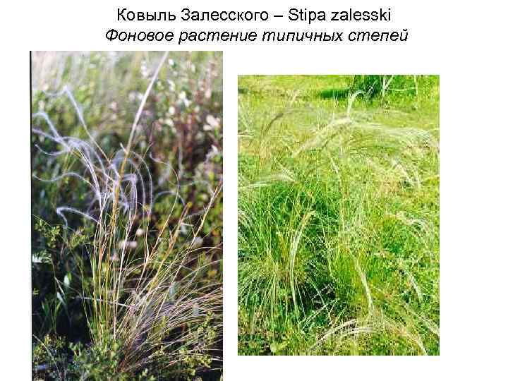  Ковыль Залесского – Stipa zalesski Фоновое растение типичных степей 