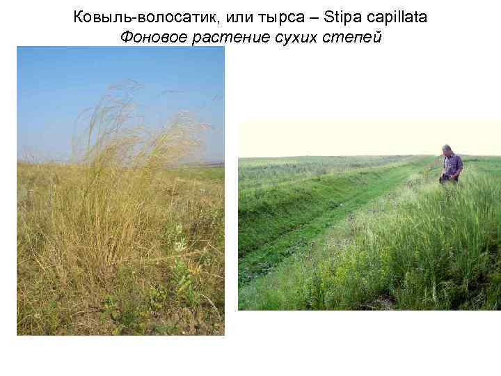 Ковыль-волосатик, или тырса – Stipa capillata Фоновое растение сухих степей 