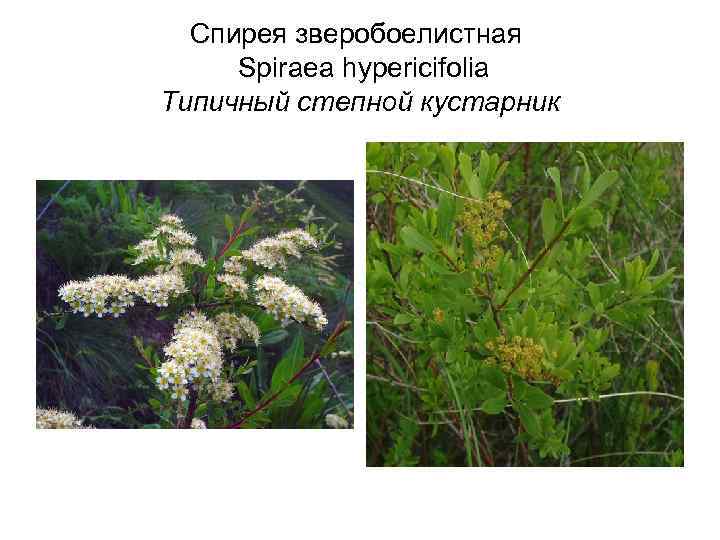  Спирея зверобоелистная  Spiraea hypericifolia Типичный степной кустарник 