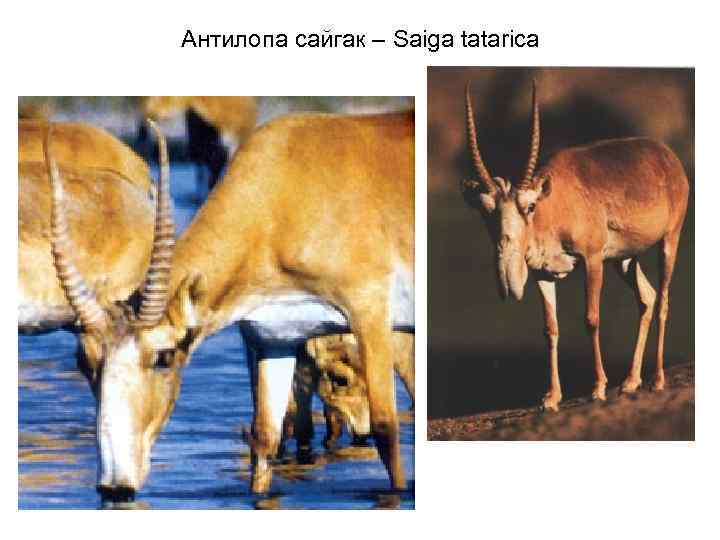 Антилопа сайгак – Saiga tatarica 
