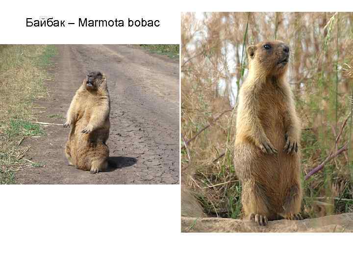 Байбак – Marmota bobac 