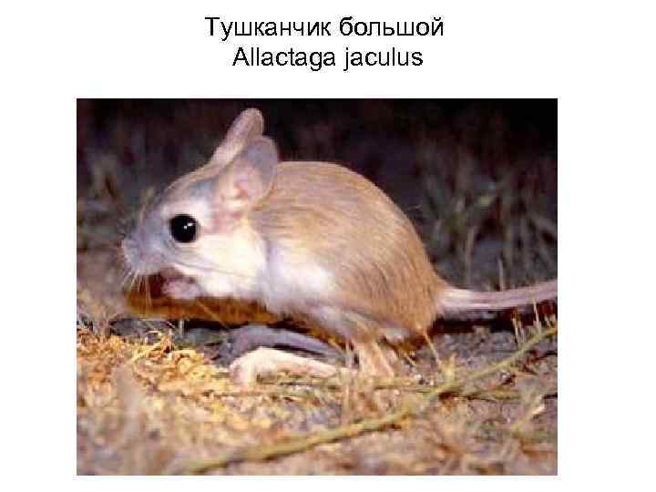 Тушканчик большой  Allactaga jaculus 