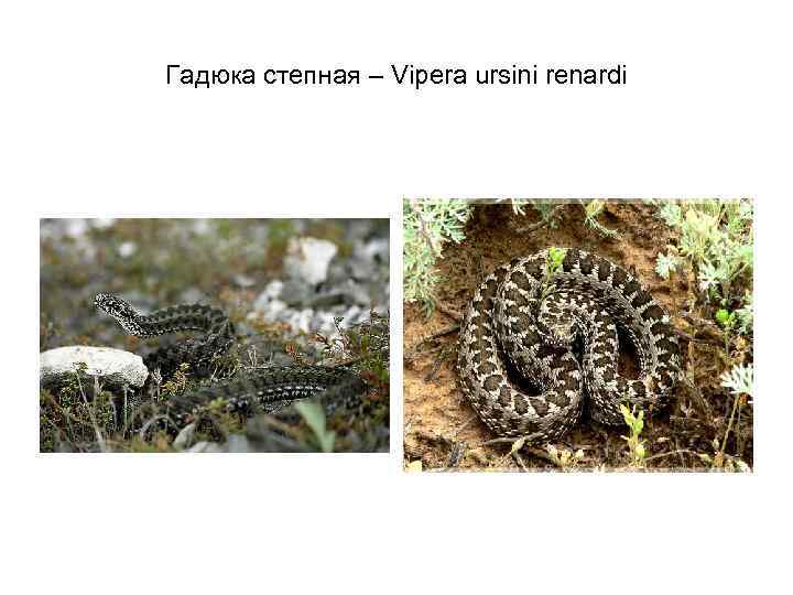 Гадюка степная – Vipera ursini renardi 