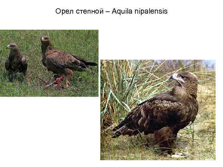 Орел степной – Aquila nipalensis 