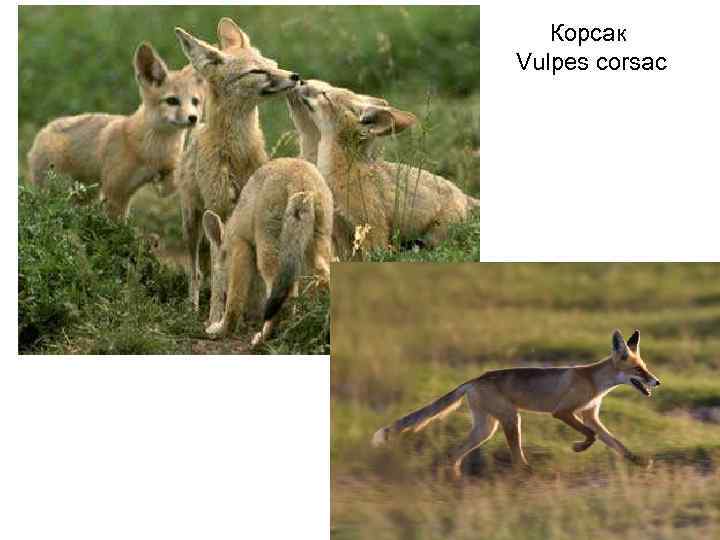   Корсак  Vulpes corsac 