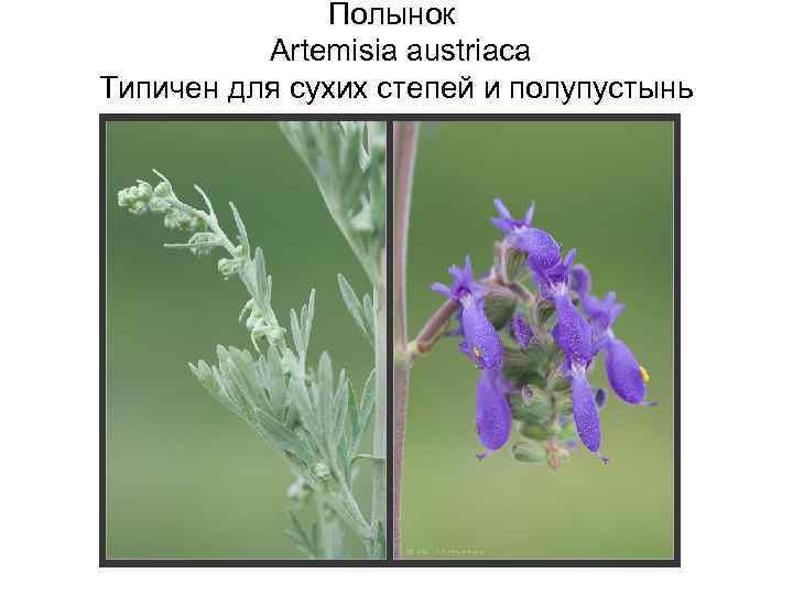     Полынок   Artemisia austriaca Типичен для сухих степей и