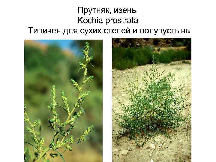   Прутняк, изень   Kochia prostrata Типичен для сухих степей и полупустынь