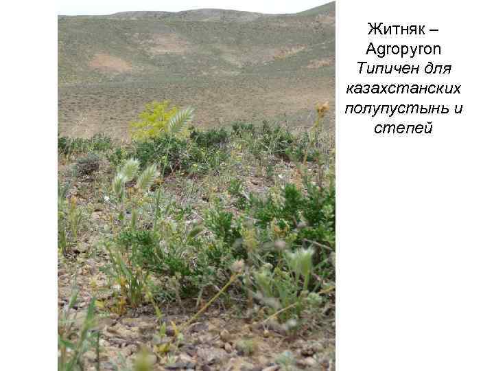   Житняк –  Agropyron Типичен для казахстанских полупустынь и  степей 