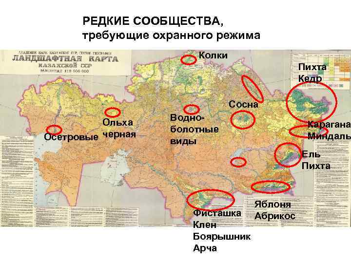  РЕДКИЕ СООБЩЕСТВА,  требующие охранного режима    Колки   