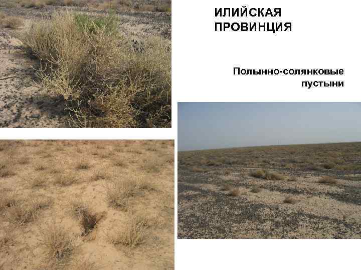 ИЛИЙСКАЯ ПРОВИНЦИЯ Полынно-солянковые пустыни 