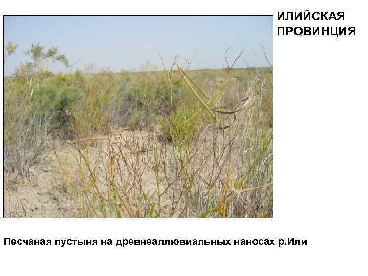 ИЛИЙСКАЯ ПРОВИНЦИЯ Песчаная пустыня на древнеаллювиальных наносах р. Или 