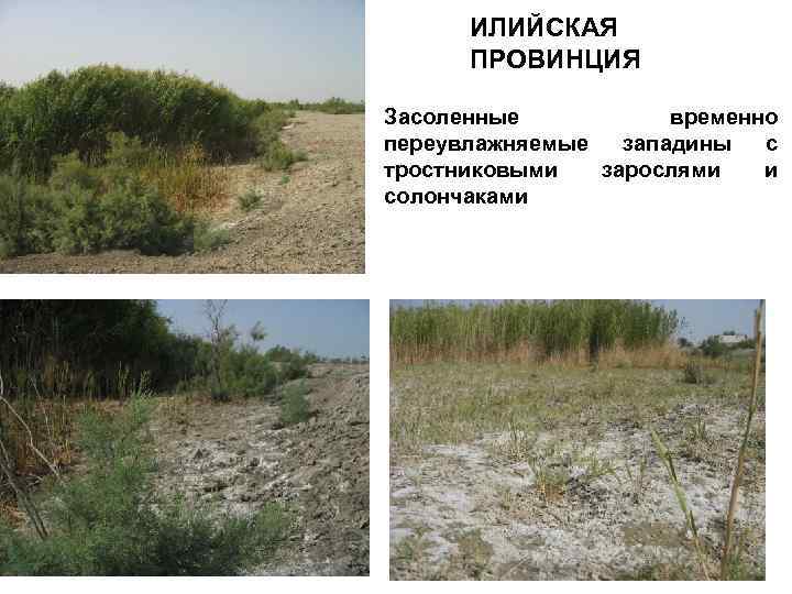 ИЛИЙСКАЯ ПРОВИНЦИЯ Засоленные временно переувлажняемые западины с тростниковыми зарослями и солончаками 