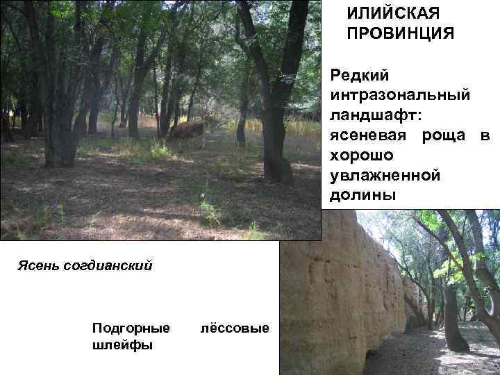 ИЛИЙСКАЯ ПРОВИНЦИЯ Редкий интразональный ландшафт: ясеневая роща в хорошо увлажненной долины Ясень согдианский Подгорные