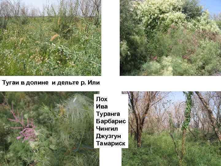 Тугаи в долине и дельте р. Или Лох Ива Туранга Барбарис Чингил Джузгун Тамариск
