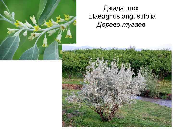 Джида, лох Elaeagnus angustifolia Дерево тугаев 
