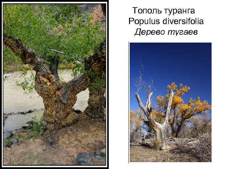 Тополь туранга Populus diversifolia Дерево тугаев 