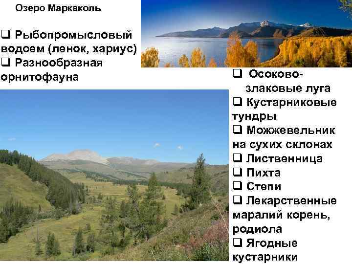Озеро Маркаколь q Рыбопромысловый водоем (ленок, хариус) q Разнообразная орнитофауна q Осоковозлаковые луга q