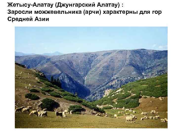 Жетысу-Алатау (Джунгарский Алатау) : Заросли можжевельника (арчи) характерны для гор Средней Азии 