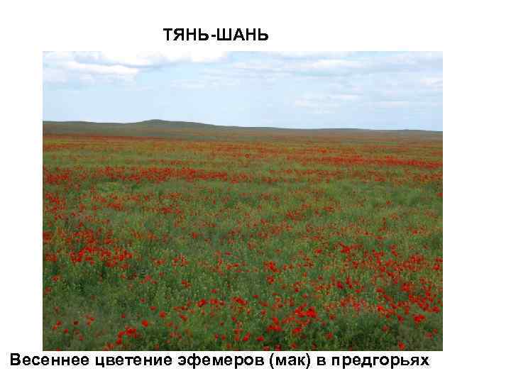 ТЯНЬ-ШАНЬ Весеннее цветение эфемеров (мак) в предгорьях 