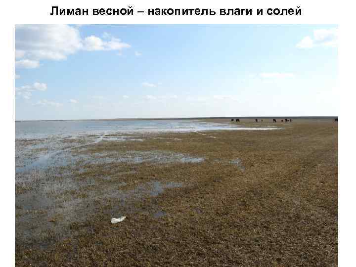 Лиман весной – накопитель влаги и солей 