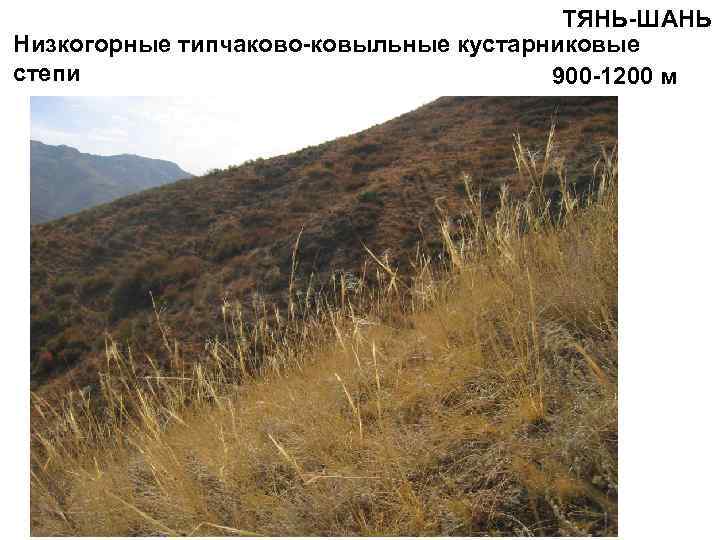 ТЯНЬ-ШАНЬ Низкогорные типчаково-ковыльные кустарниковые степи 900 -1200 м 