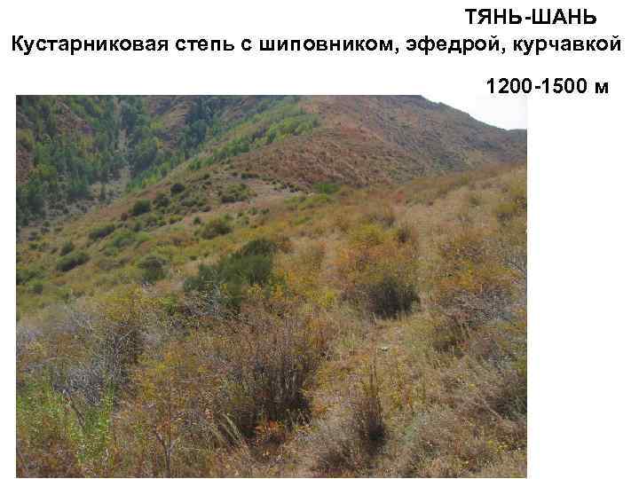 ТЯНЬ-ШАНЬ Кустарниковая степь с шиповником, эфедрой, курчавкой 1200 -1500 м 