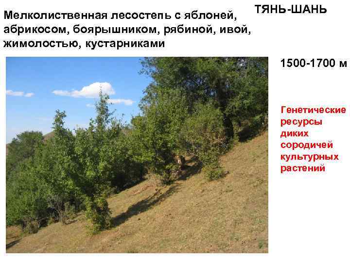 Мелколиственная лесостепь с яблоней, ТЯНЬ-ШАНЬ абрикосом, боярышником, рябиной, ивой, жимолостью, кустарниками 1500 -1700 м