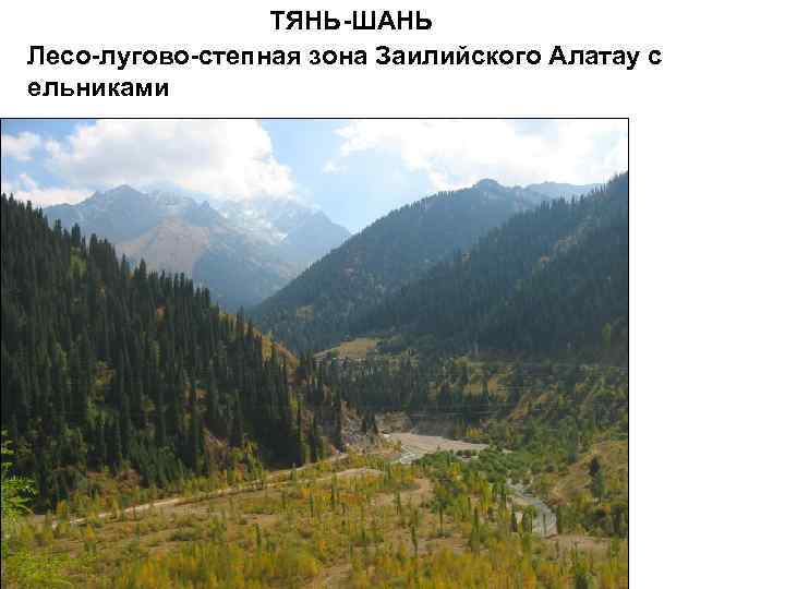 ТЯНЬ-ШАНЬ Лесо-лугово-степная зона Заилийского Алатау с ельниками 