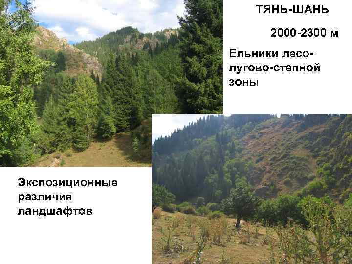 ТЯНЬ-ШАНЬ 2000 -2300 м Ельники лесолугово-степной зоны Экспозиционные различия ландшафтов 